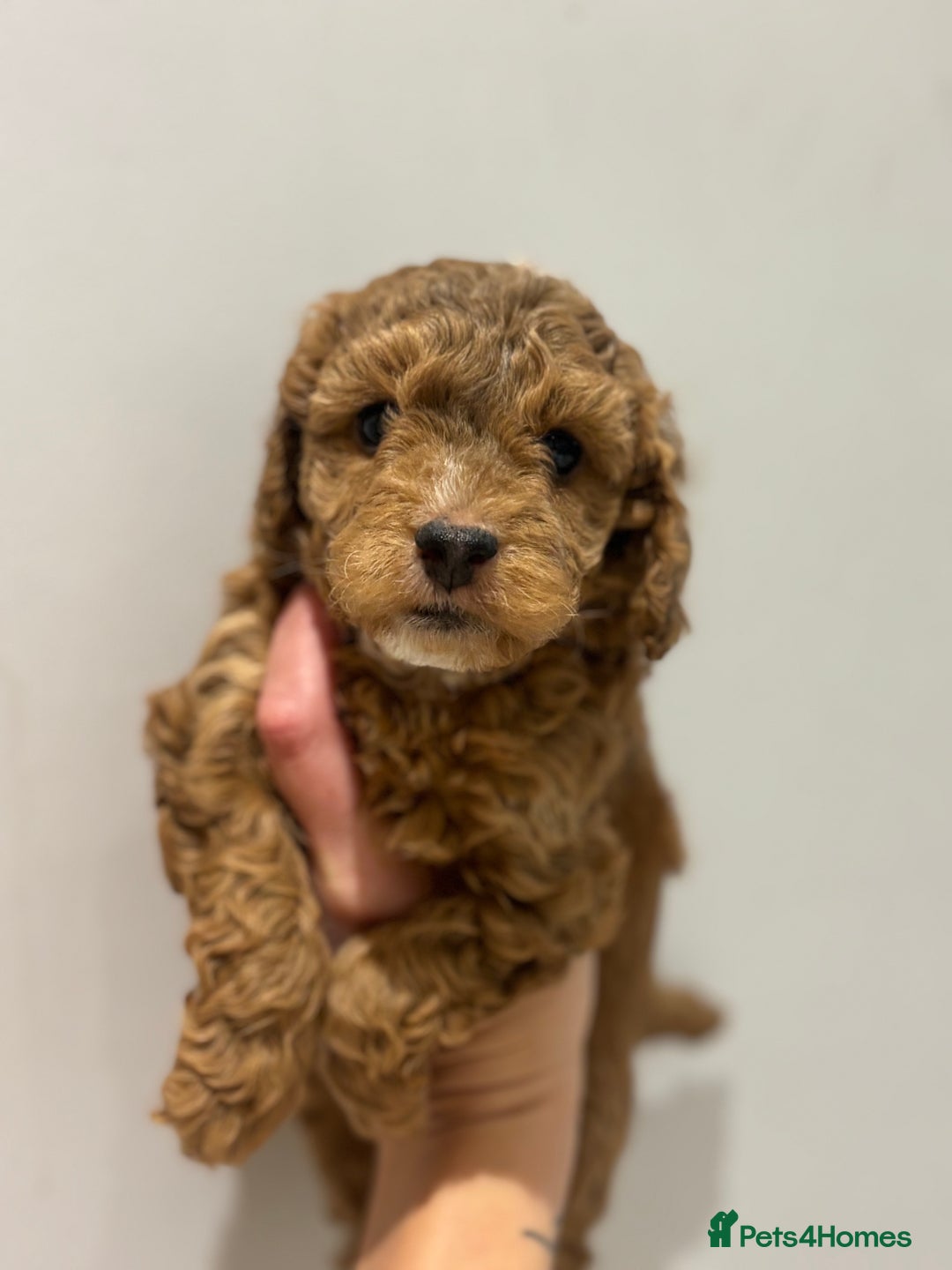 Cockapoo dogs for sale: Stunning cockapoo puppies - Advert 21