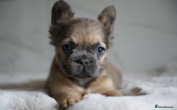 French Bulldog dogs for sale: Exceptional Fluffy French Bulldog Puppies - Image 30