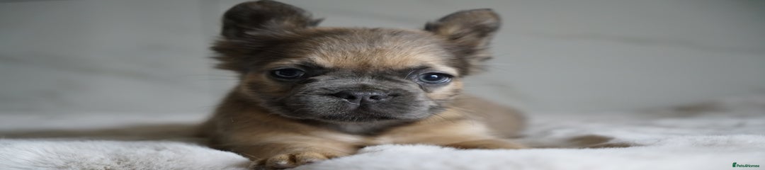 Blue Fawn Boy Visual Fluffy