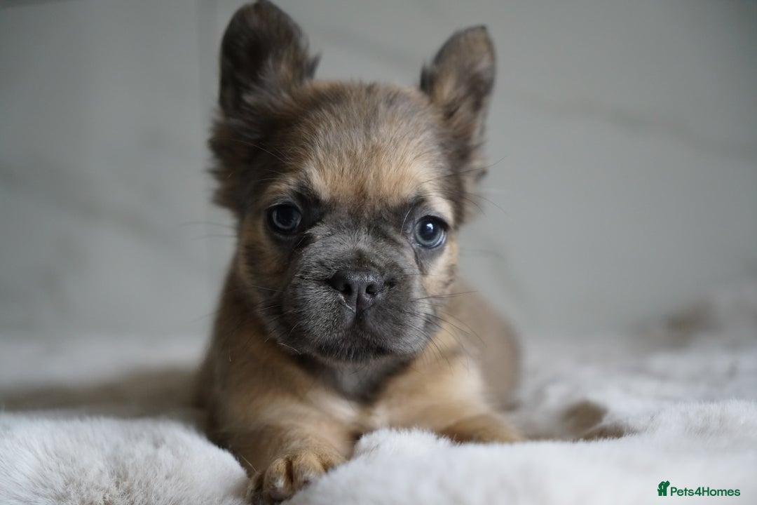 French Bulldog dogs for sale: Exceptional Fluffy French Bulldog Puppies - Image 30