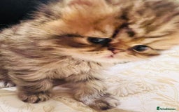 Persian cats for sale: Pure Persian golden kitten ( Persian ) in Isleworth - Image 3