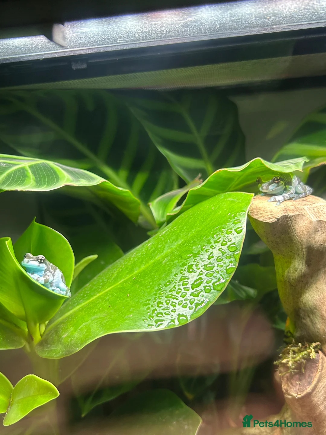 Frog reptiles for sale: 2 amazon milk frogs for sale - Advert 1