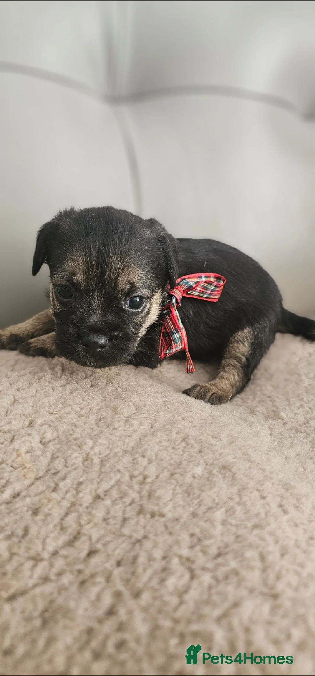Border Terrier dogs for sale: Border Terrier puppies KC registered  - Advert 12
