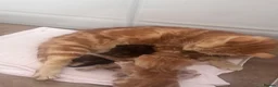 Domestic Shorthair cats for sale: Beautiful kittens  - Advert 2