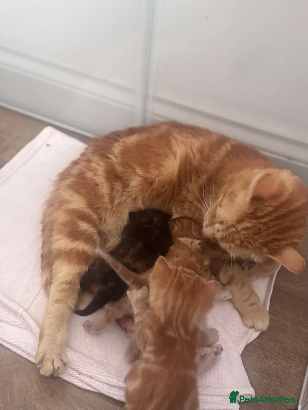 Domestic Shorthair cats for sale: Beautiful kittens  - Advert 2