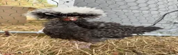 Chickens poultry for sale: Silkie hens and polish frizzle bantam rooster.   in Camborne - Advert 6