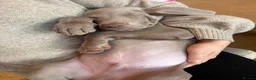 Weimaraner dogs for sale: Superb Gunalt Bloodlines & Excellent Temperament - Advert 4
