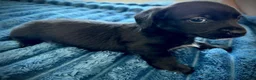 Mixed Breed dogs for sale: Dachshund & maltese Mauxie - Advert 5