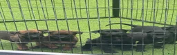 Belgian Shepherd Dog dogs for sale: Dutch Herder Puppies - Ready to Leave On Halloween - Advert 8