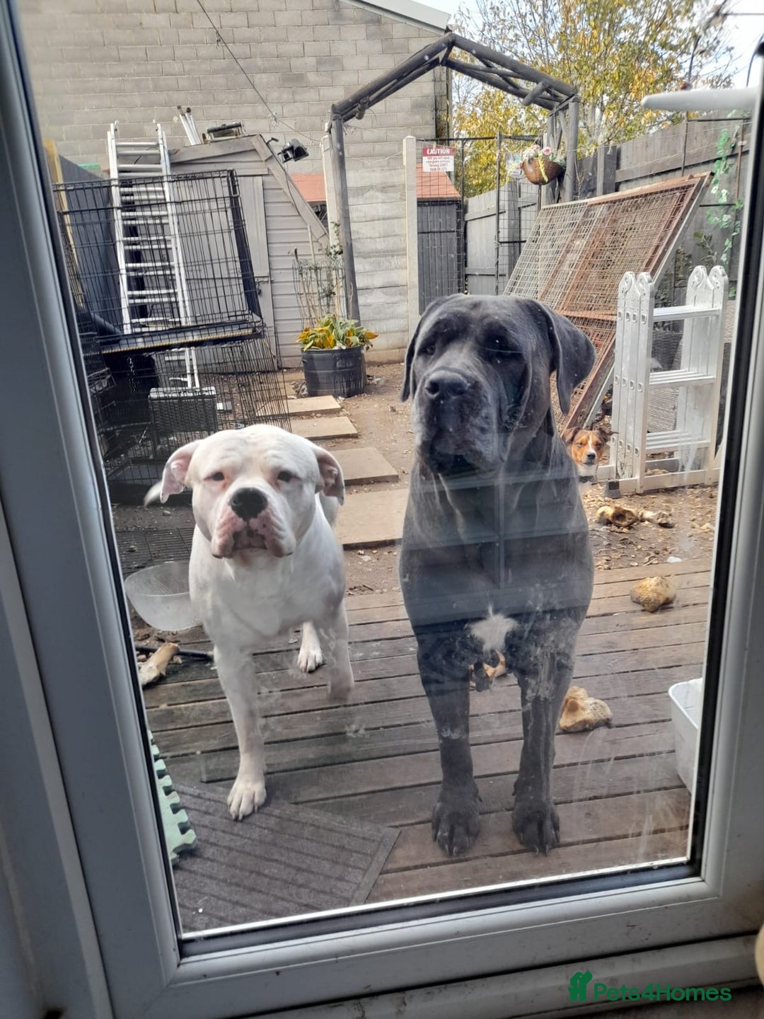 Mixed Breed dogs for sale: Cane corso puppys - Advert 22