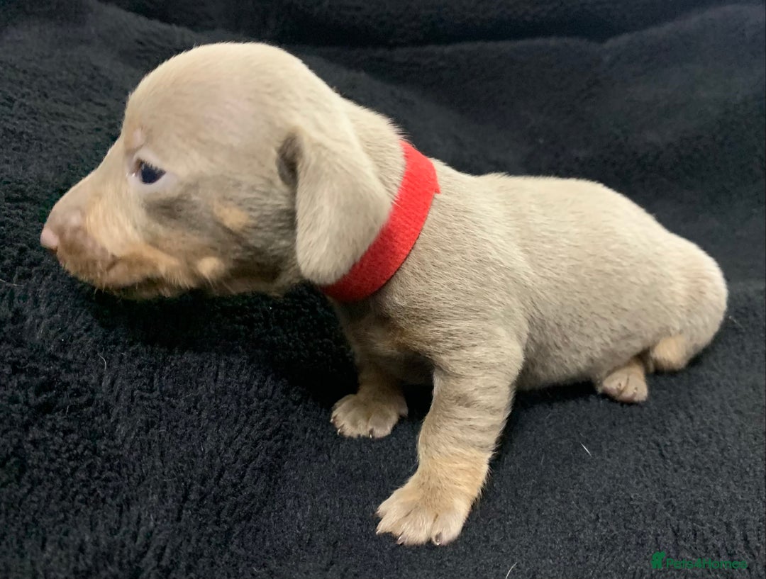 Miniature Dachshund dogs for sale: 🌟QUALITY KC REG & PRA CLR MINIATURE DACHSHUNDS🌟 - Image 14