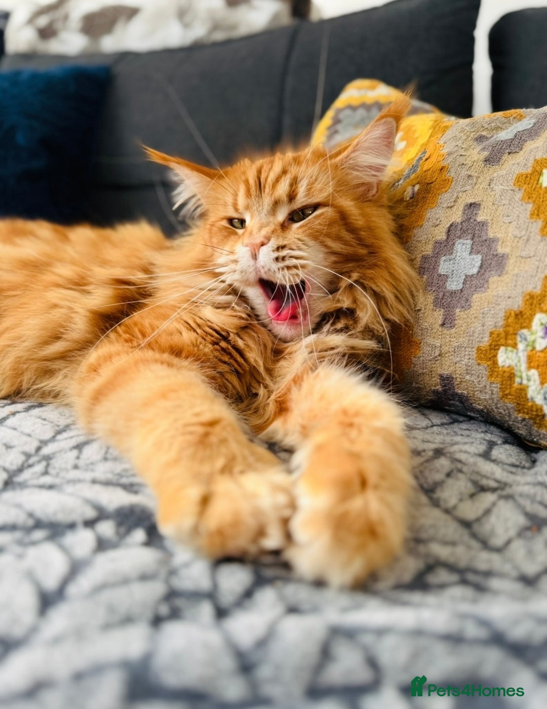 Maine Coon cats for sale: Pure breed main coon boys looking for loving home - Image 13