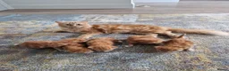 Mixed Breed cats for sale: 4 Ginger Male Kittens from 7th of September  in London - Advert 37