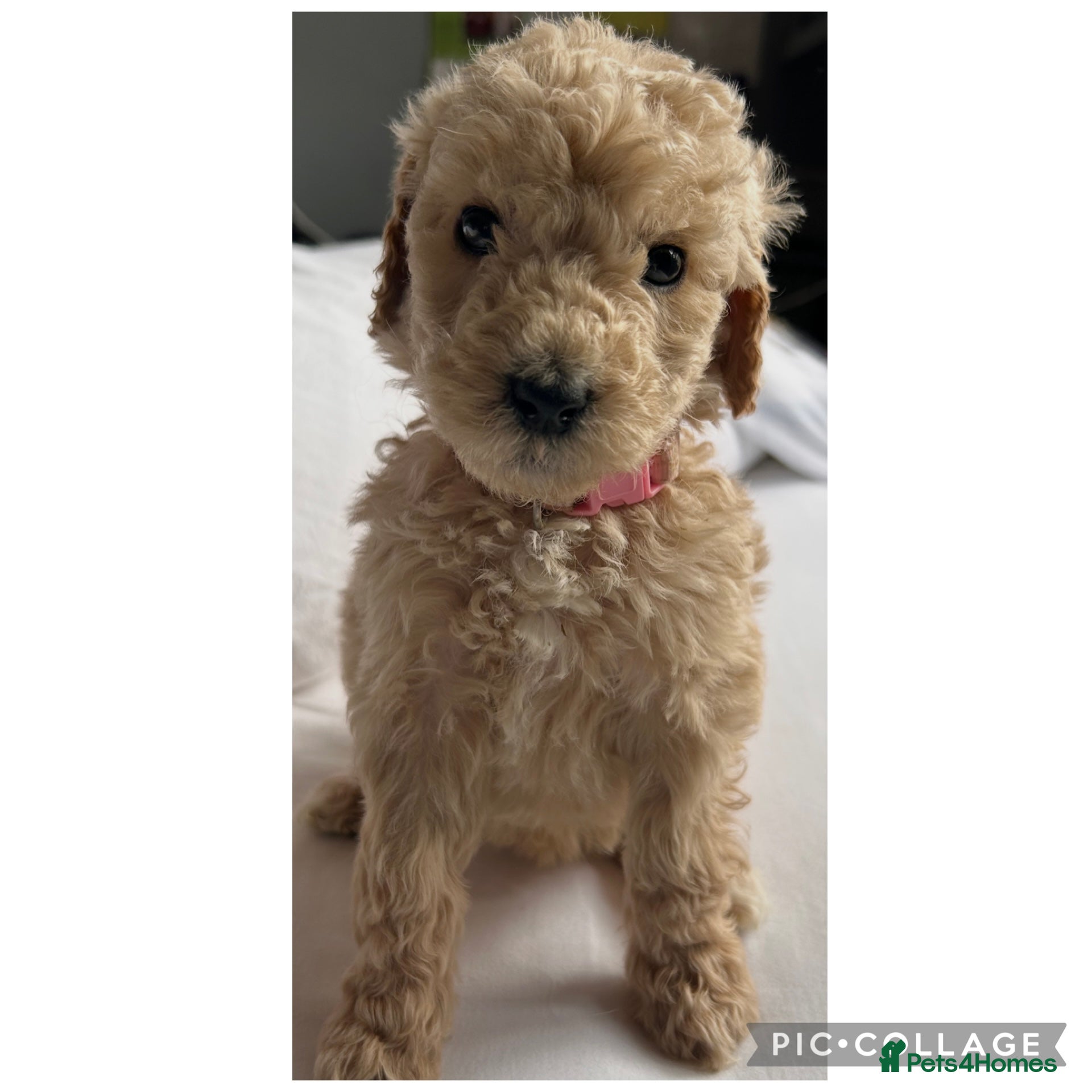 Labradoodle dogs  f1bb standard labradoodles - silver & apricots - Advert 2