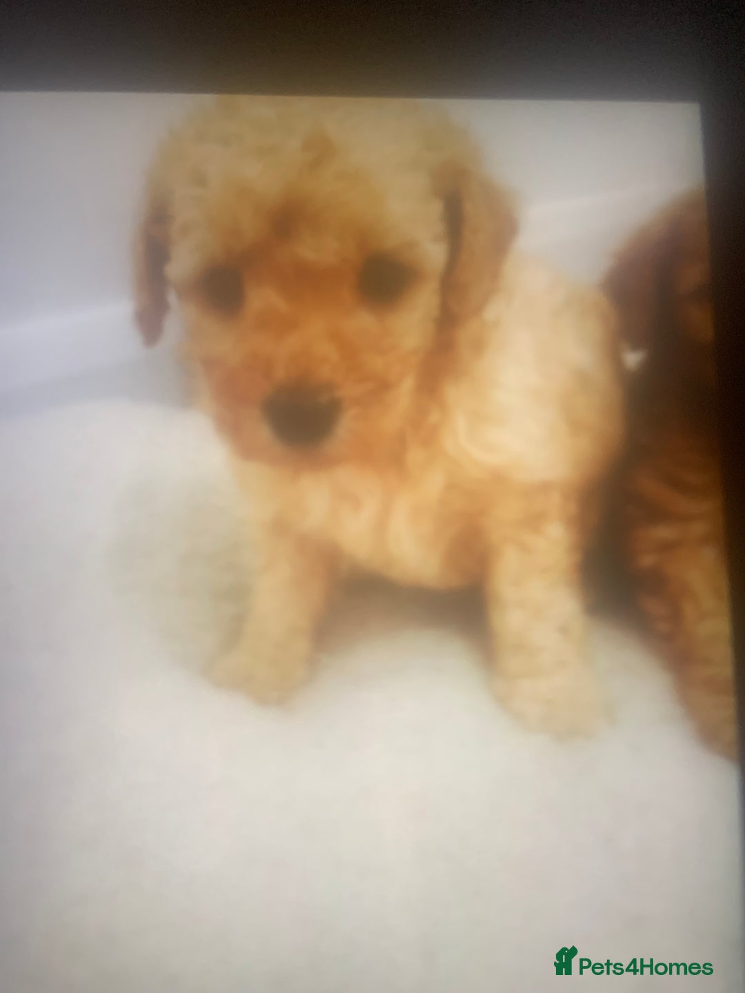 Poochon dogs for sale: Poochon puppies  - Advert 3