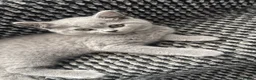 British Shorthair cats for sale: BRITISH SHORTHAIR TEDDY BEAR FEMALE - Advert 5