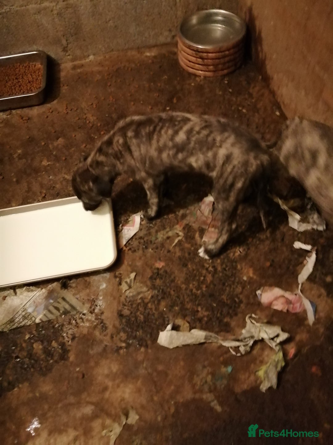 Mixed Breed dogs for sale: Lurcher. Pups - Image 6