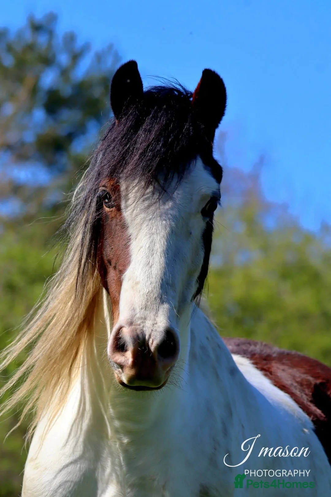 Other Breed horses for sale: Stunning fresian x cob for sale in Dunfermline - Advert 1