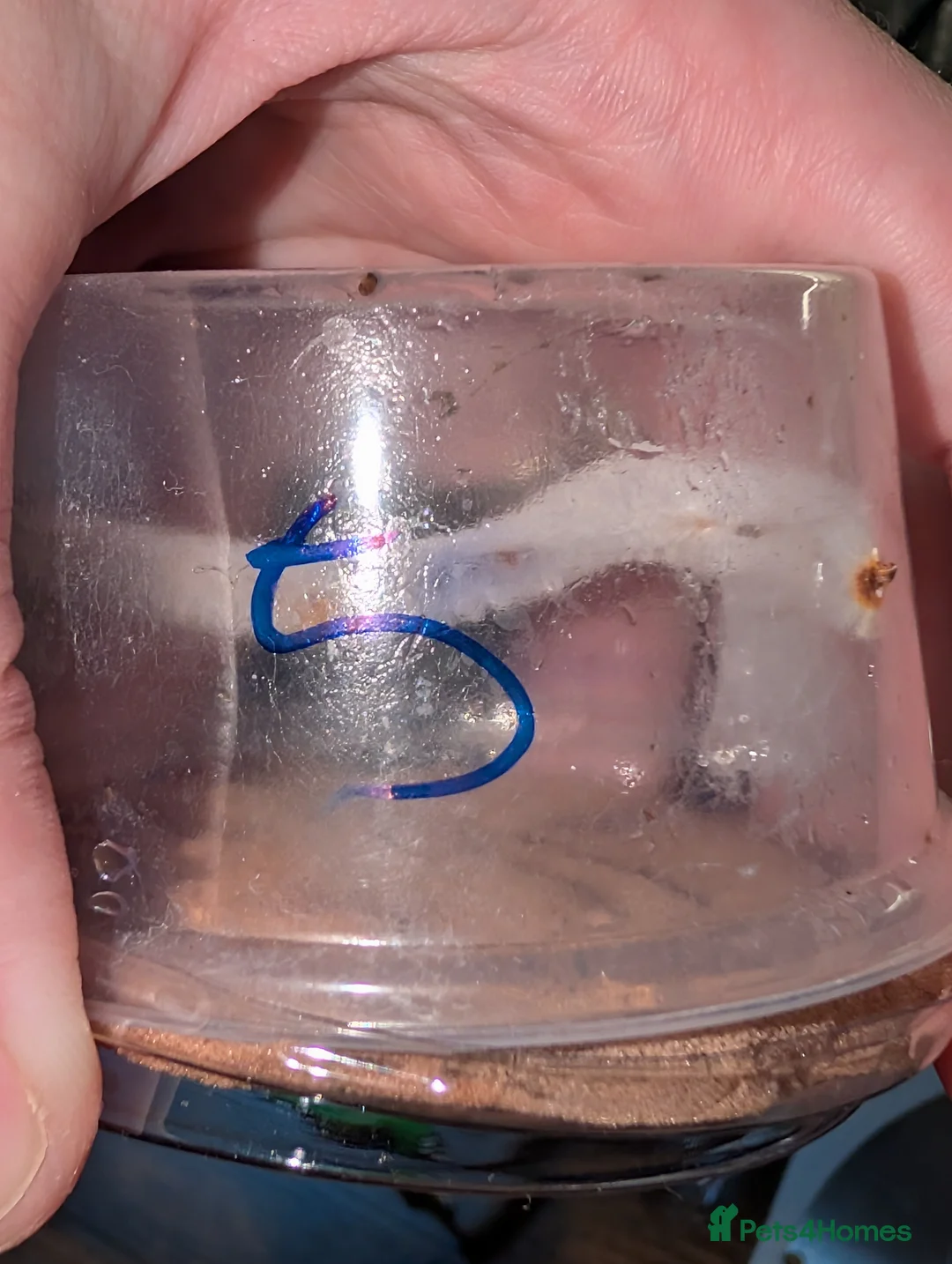 Spiders invertebrates for sale: Phidippus Regius L4 and L5 jumping spiders - Advert 10