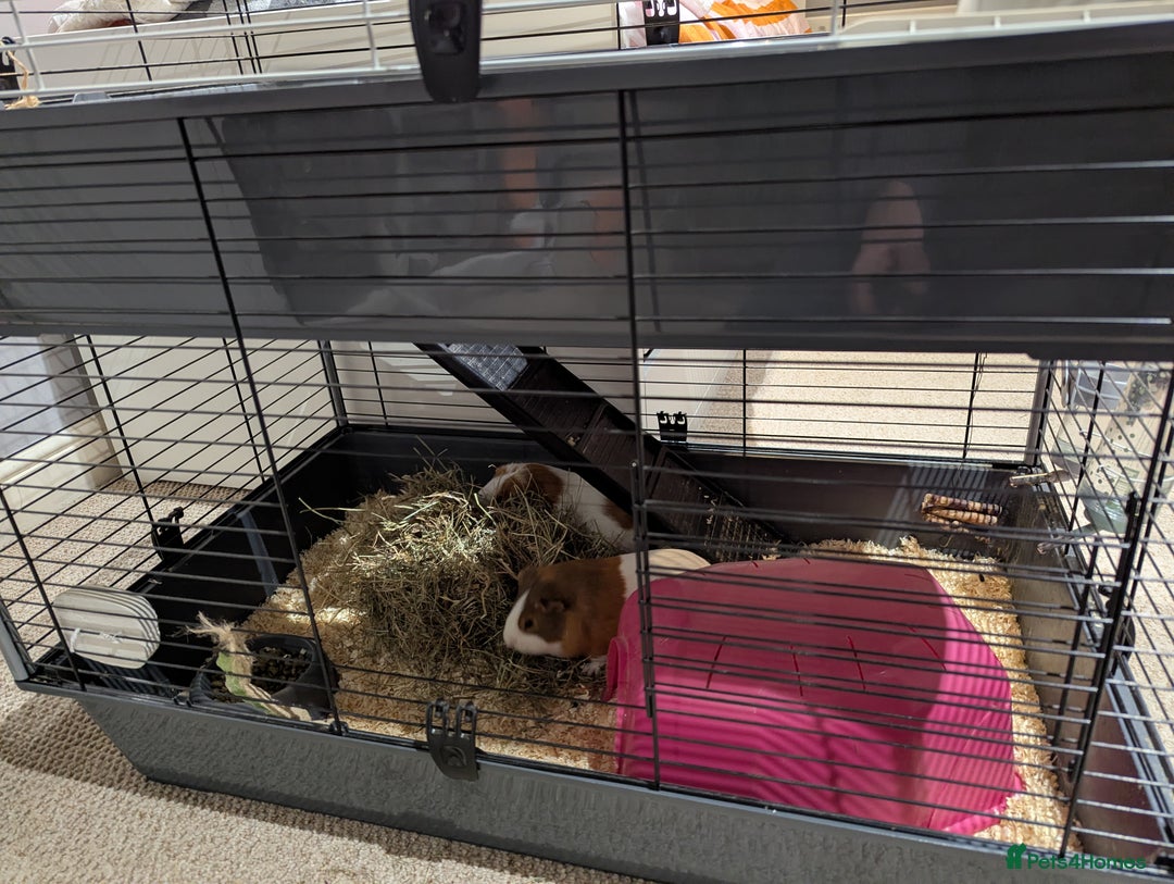 Guinea Pig rodents for sale: 2 female guinea pigs with cage and accessories - Advert 11