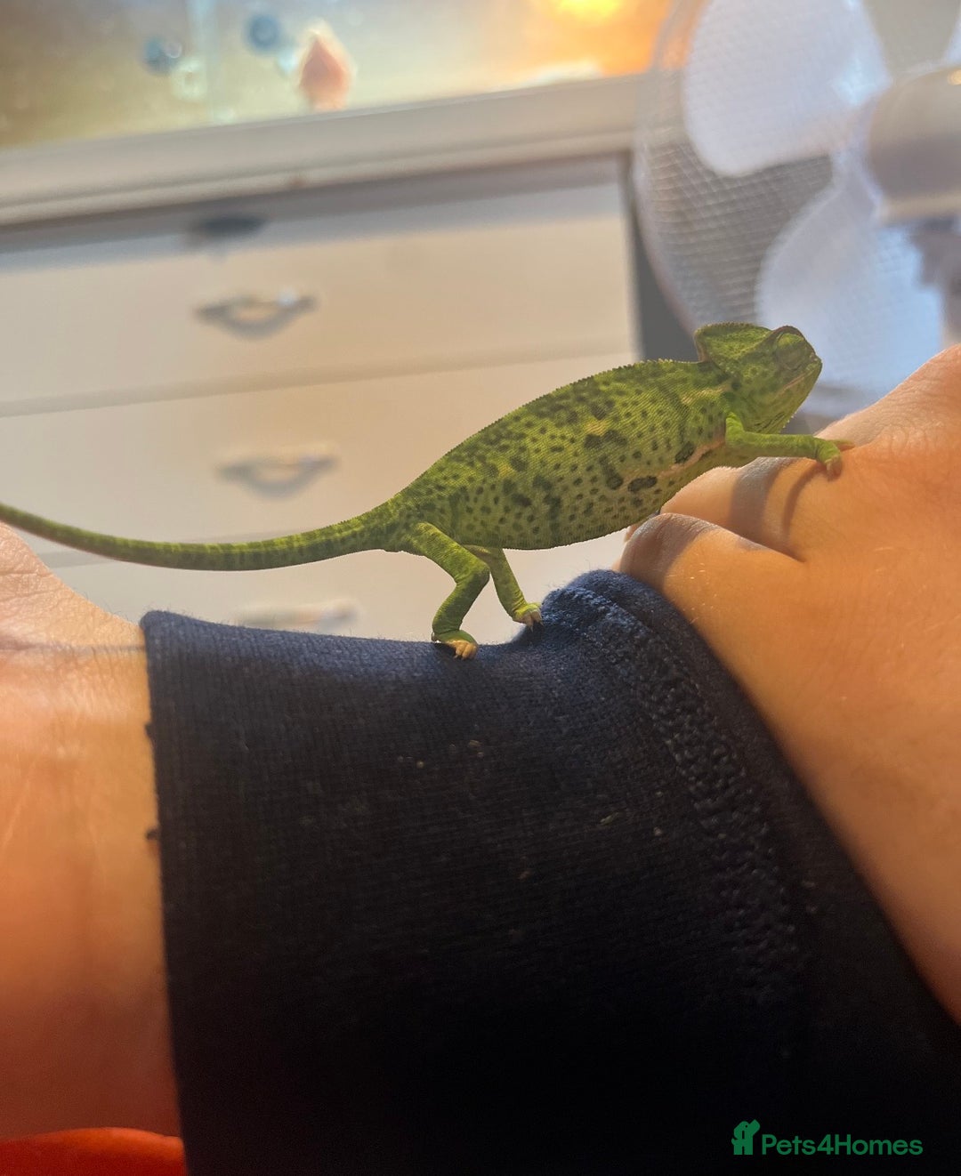 Chameleon reptiles for sale: female veiled chameleon with full set up - Advert 3