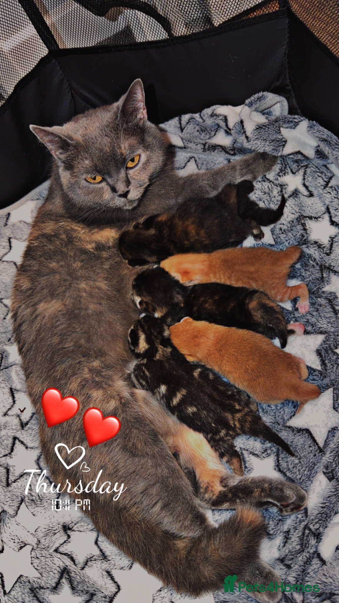 Mixed Breed cats British ShorthairX kittens for sale  - Advert 2