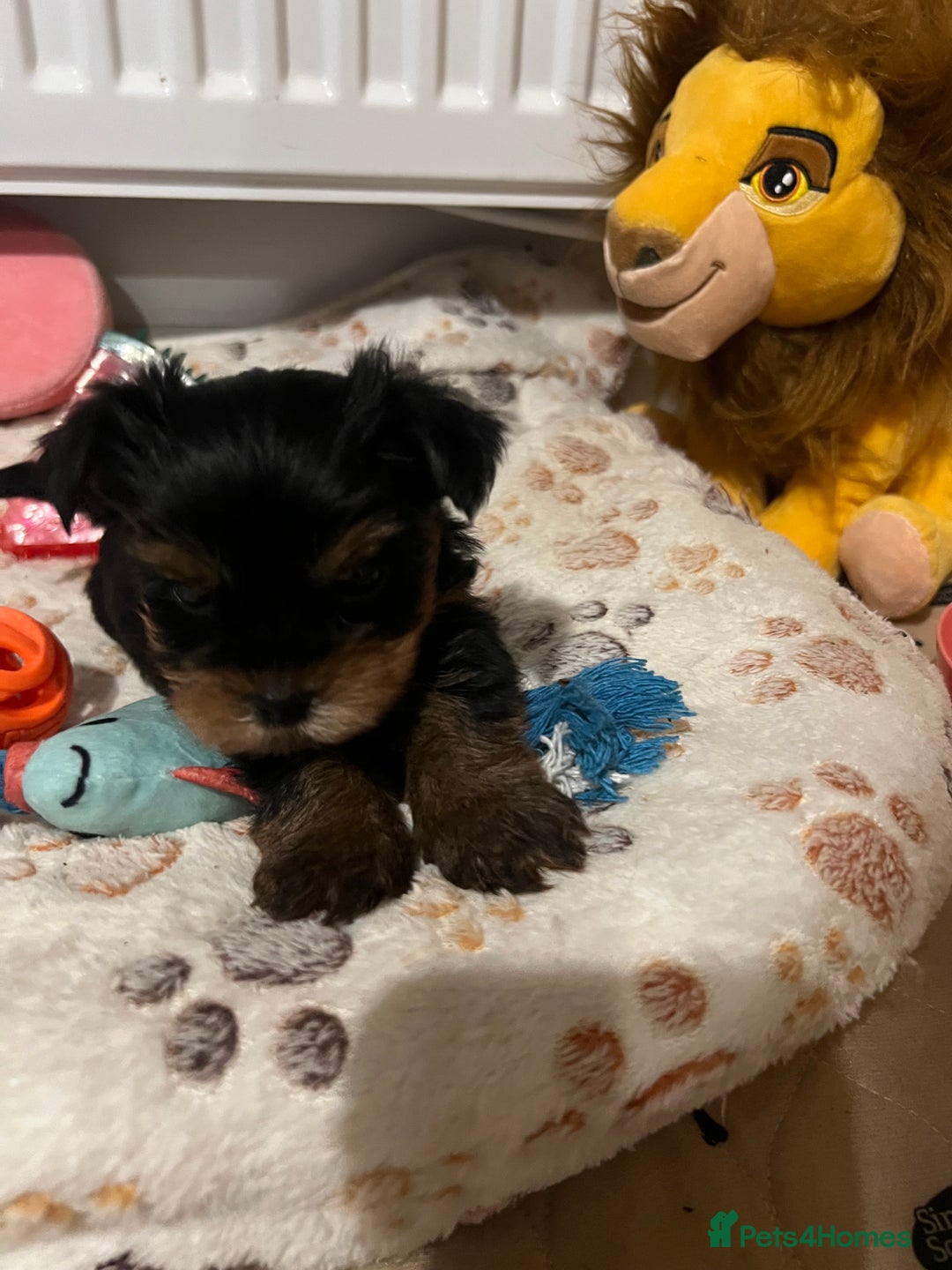 Yorkshire Terrier dogs for sale: 4 little pure breed Yorkshire terrier puppies  - Advert 13