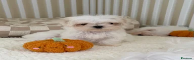 Maltese 5