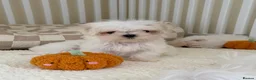 Maltese dogs for sale: 🐾 Beautiful Maltese puppies 🐾 - Advert 14