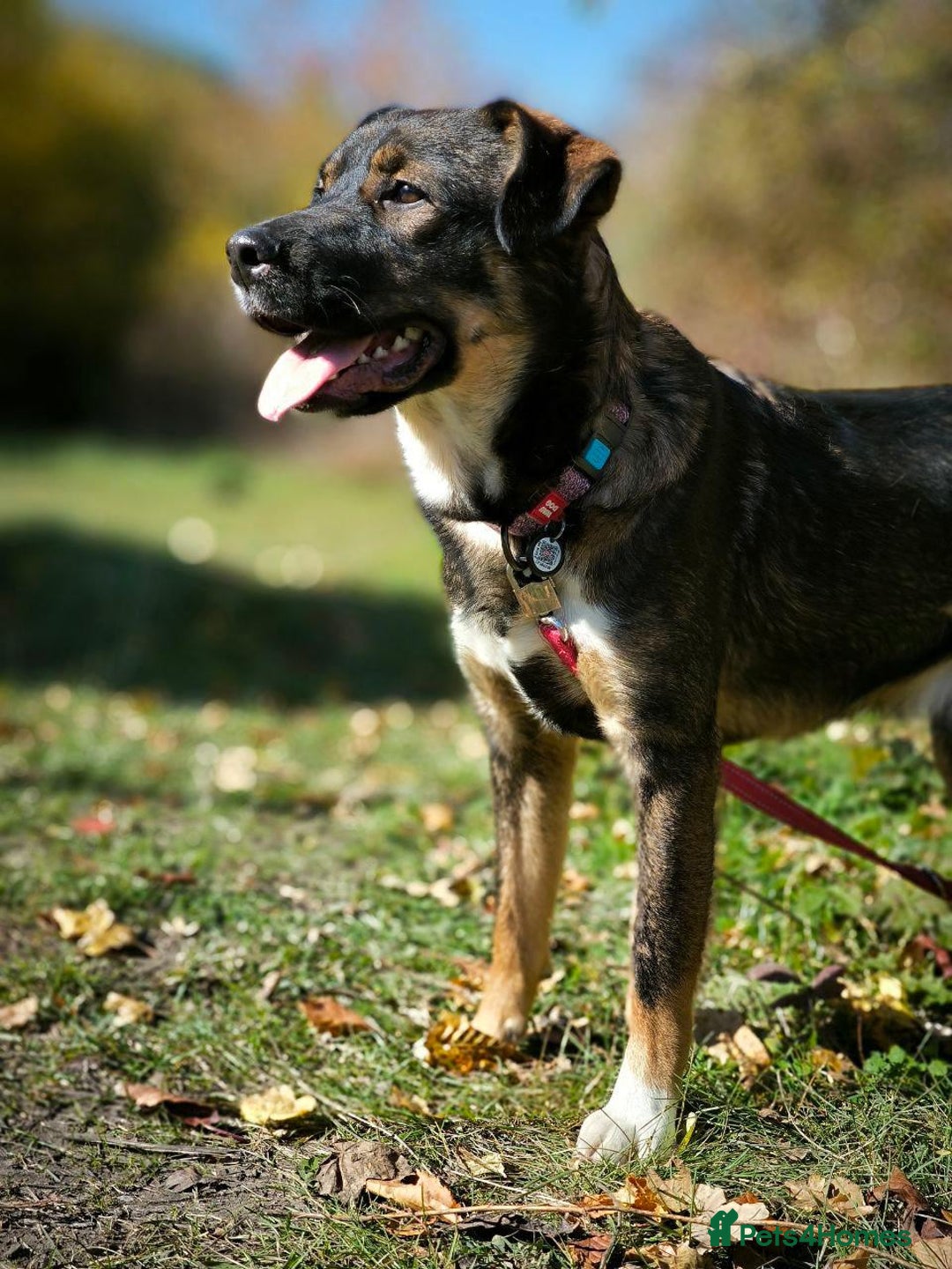 Mixed Breed dogs for adoption: 💙🐶 KOKOS 🐶💙 - Advert 10