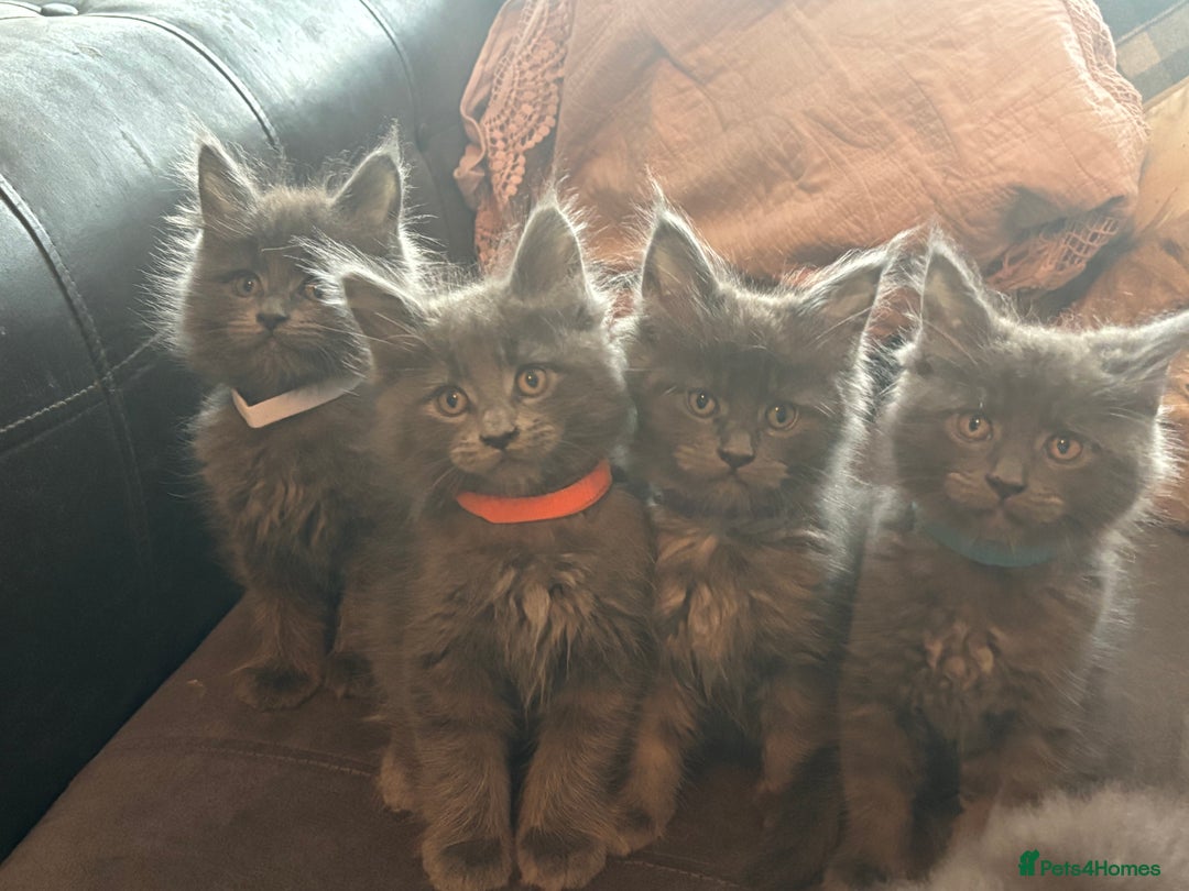 Maine Coon cats for sale: Blue Maine Coon Kittens – Active TICA Registered  - Advert 4