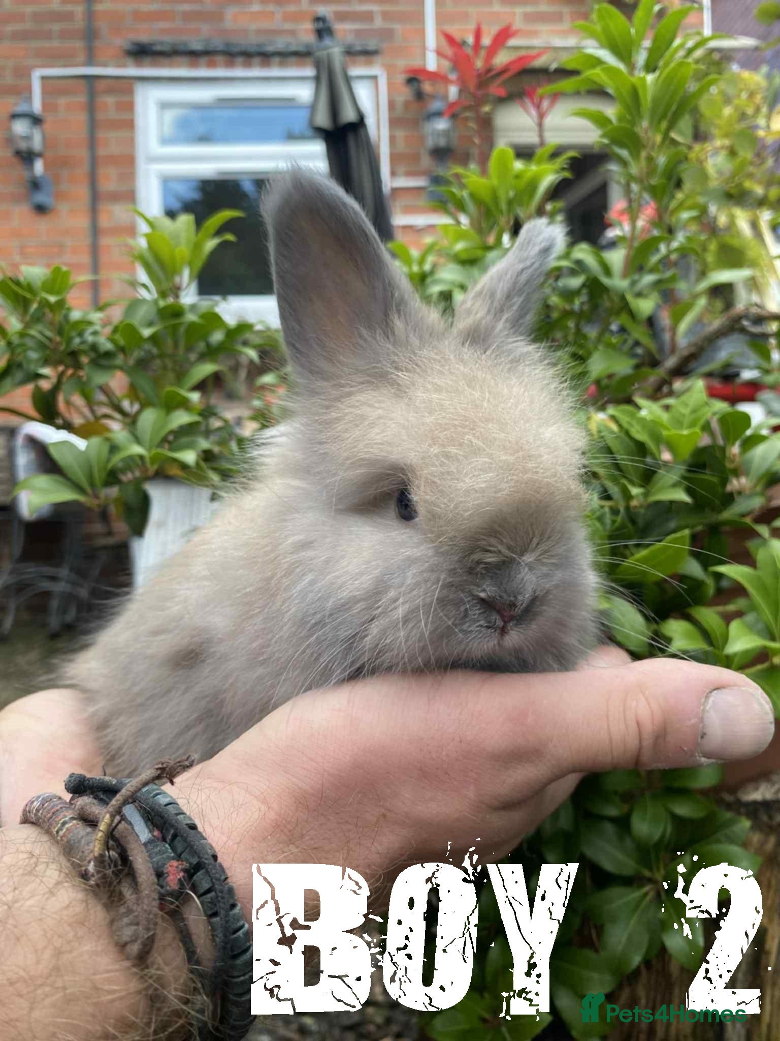 Angora rabbits Pure Breed Full Face Angora Kits - Advert 1