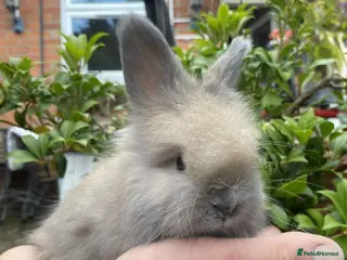 Angora rabbits Pure Breed Full Face Angora Kits - Advert 8