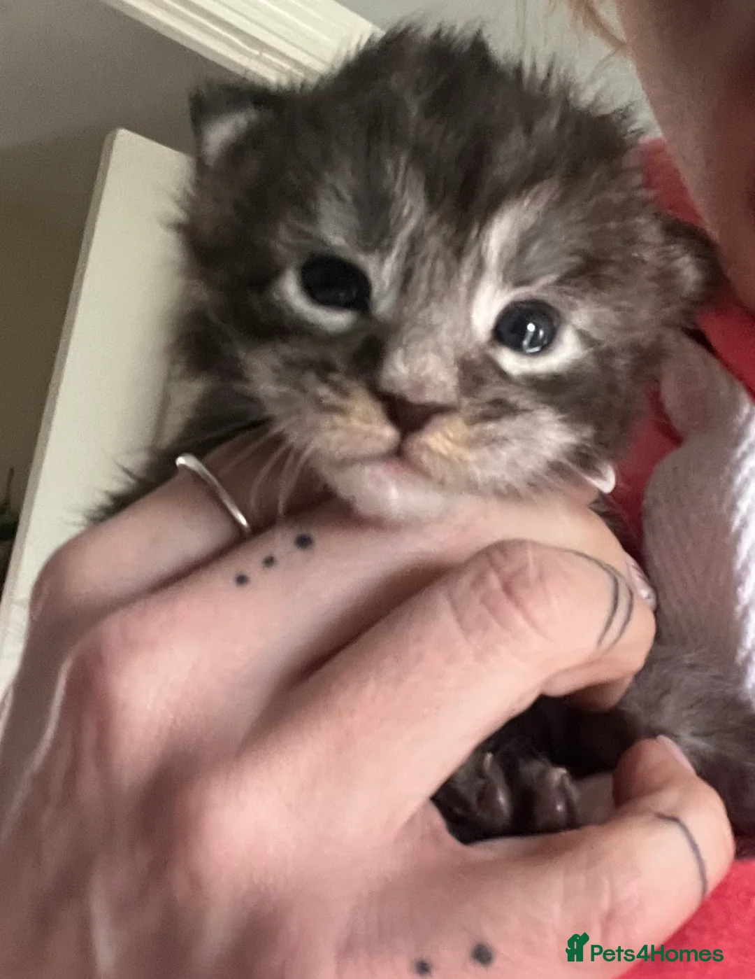 Maine Coon cats for sale: Register Maine Coon Kittens  - Advert 5