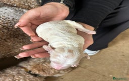 Cockapoo dogs for sale: F1b cockerpoo puppies - Image 18