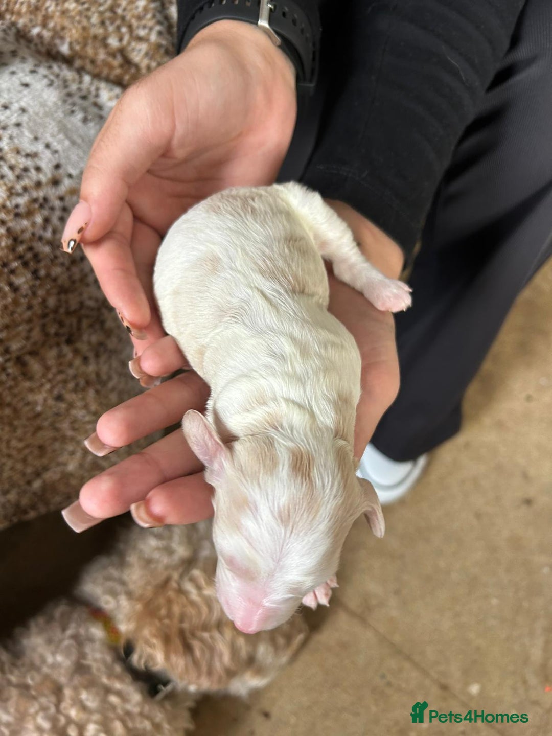 Cockapoo dogs for sale: F1b cockerpoo puppies - Image 18