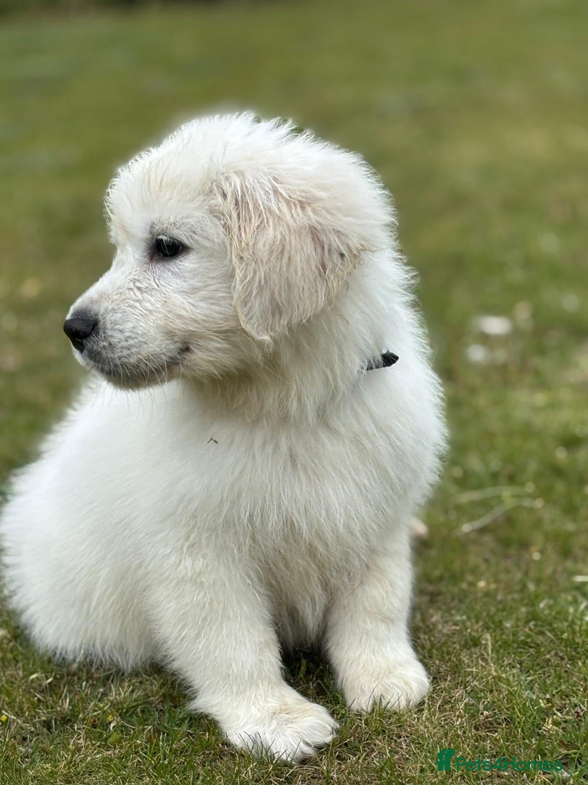 Golden Retriever dogs Stunning show type white boy fully vaccinated  - Advert 1