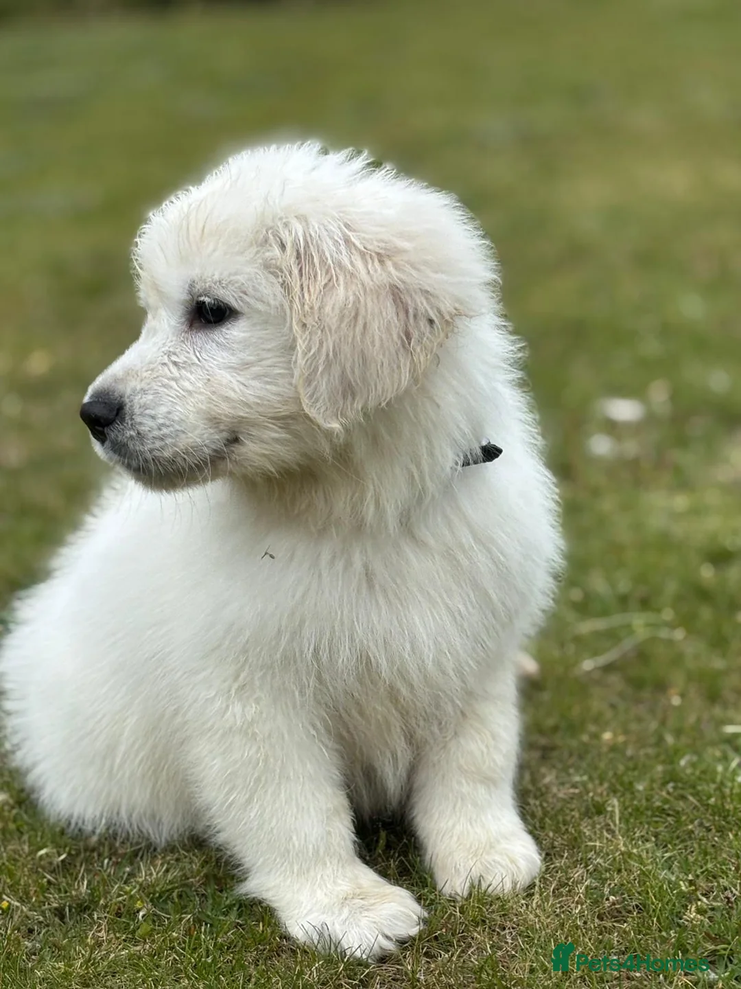 Golden Retriever dogs for sale: Stunning show type white boy fully vaccinated  - Advert 1