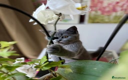 Scottish Fold cats for sale: Scottish fold and straight ear kittens in Harrow - Image 8