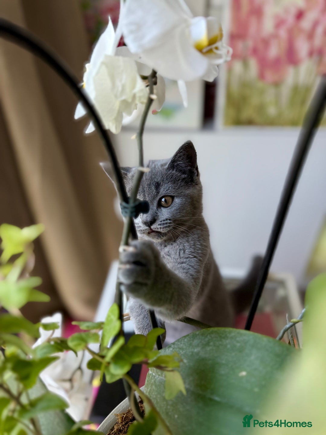 Scottish Fold cats for sale: Scottish fold and straight ear kittens in Harrow - Image 8