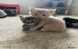 Munchkin cats for sale: Munchkin kittens for sale - Image 19