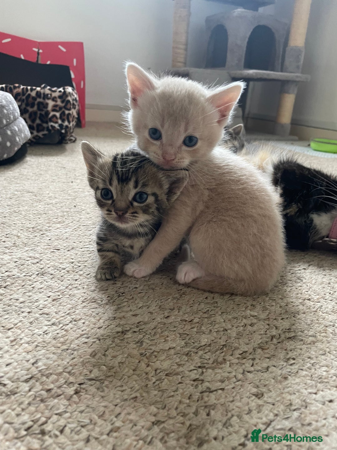 Munchkin cats for sale: Munchkin kittens for sale - Image 19