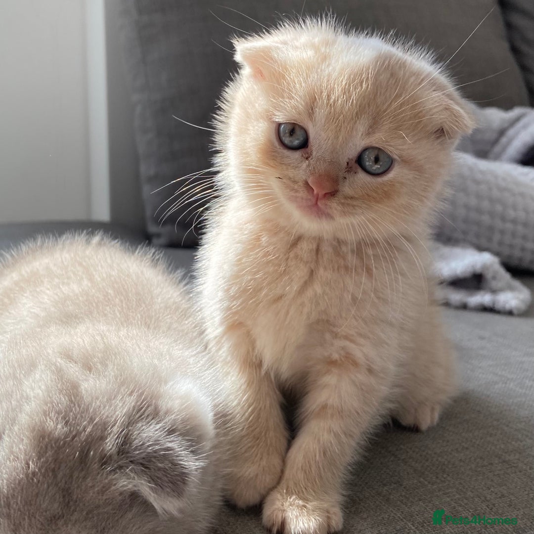 Scottish Fold cats for sale: Scottish Fold Kittens - Image 5