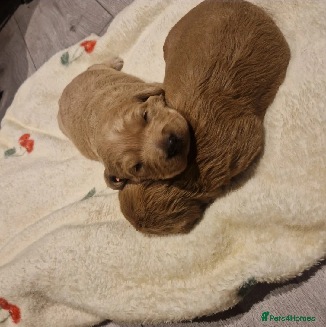 Labradoodle dogs for sale: Miniature labradoodle boys - Advert 7