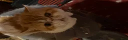Exotic cats for sale: Stunning Tortie - Advert 9