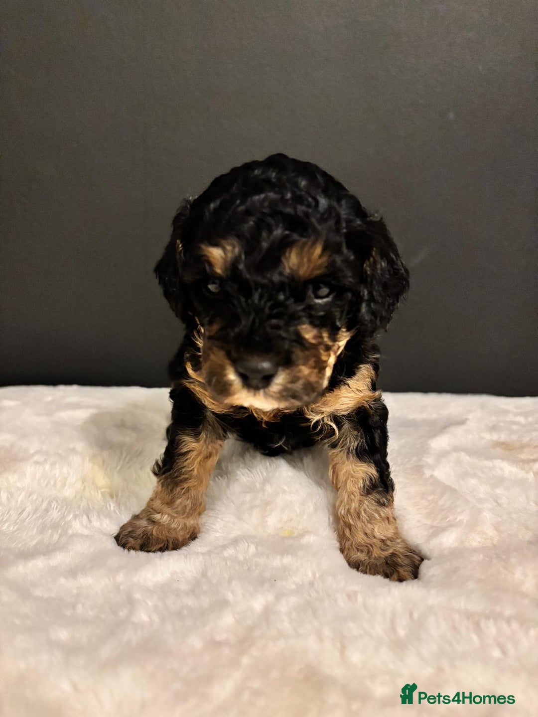 Cavapoo dogs for sale: Two Beautiful Boy Cavapoo Puppies For Sale  - Advert 6