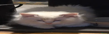 Ragdoll 2