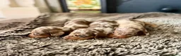 Miniature Dachshund dogs for sale: KC Reg Health Tested Miniature Daschaund  - Advert 9