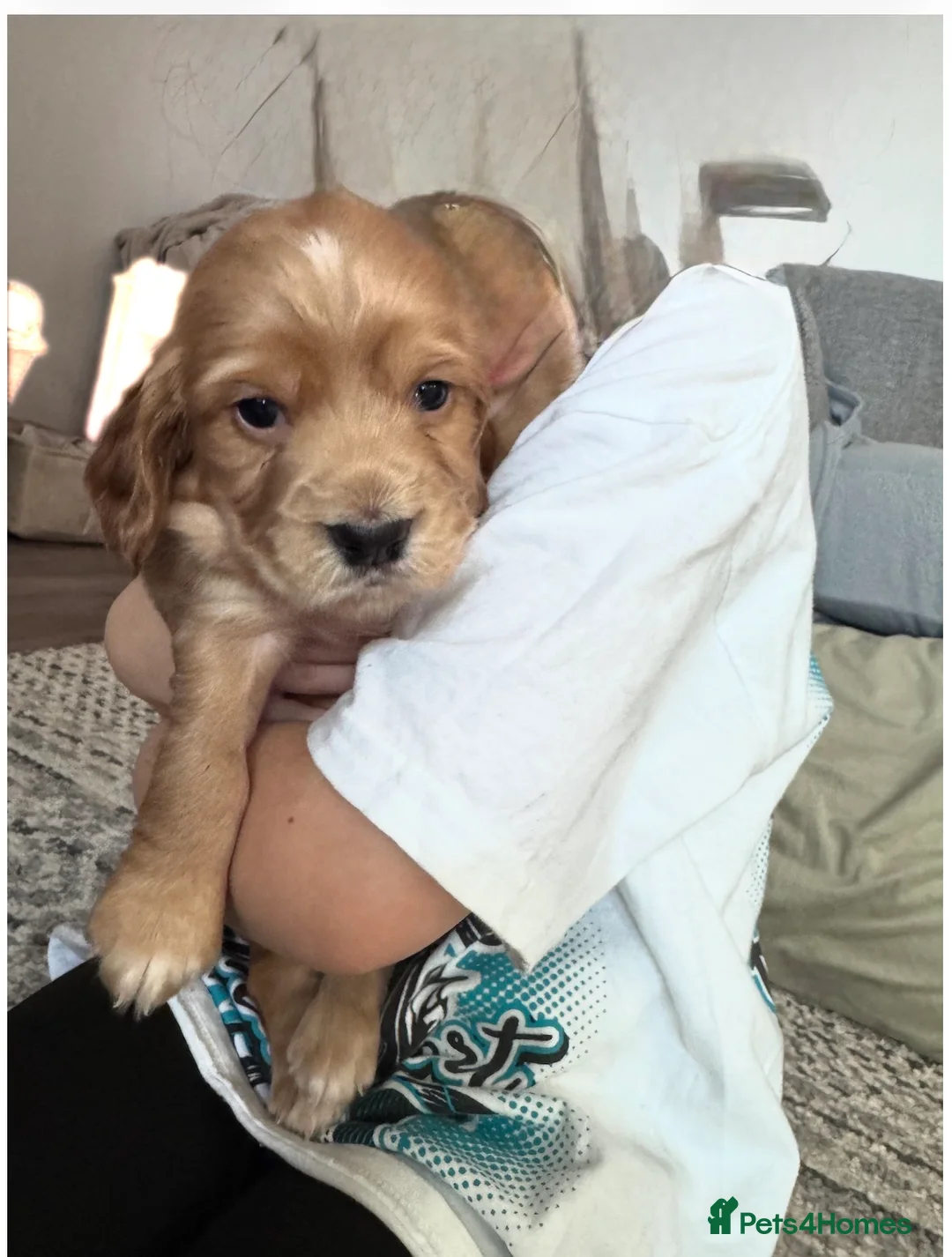 Cocker Spaniel dogs for sale: Working cocker spaniel  in Workington - Advert 2