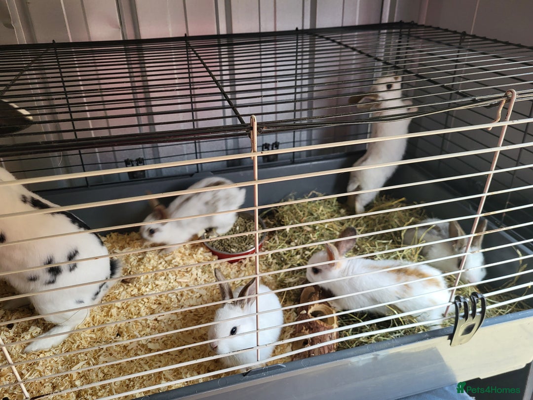 English Lop rabbits for sale: Lop rabbits  - Image 3
